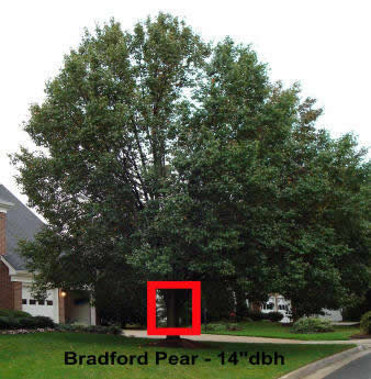 Photo of Bradford Pear that was removed