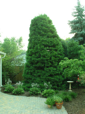 Old sheared pine